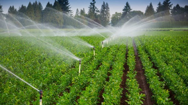 بسبب محدودية مخزون المياه.. مـنع برمجة الزراعات السقوية بباجة