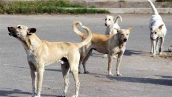 فاجعة تهز الموصل.. كلاب ضالة تنهش أجساد 9 أطفال