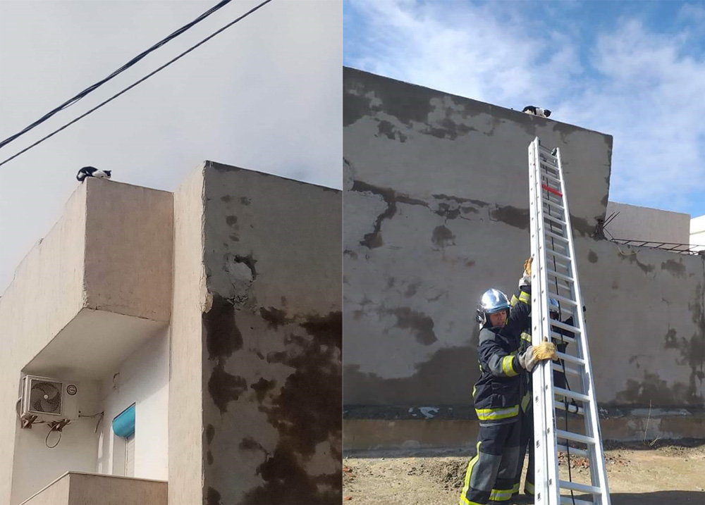 قابس: الحماية المدنية تنقذ قطة عالقة لثلاثة أيام 