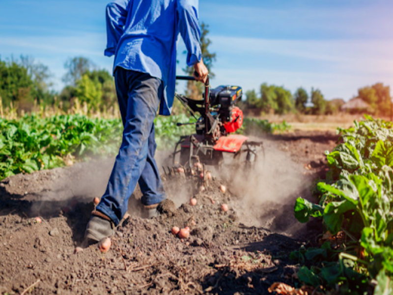 مع تواصل منع الزراعات السقوية وغياب الأسمدة .. نقص منتظر في تزويد السوق وارتفاع في الأسعار في رمضان
