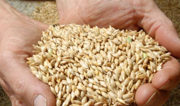 الوسلاتية..حجز شاحنة محملة بـ720 كلغ من الشعير العلفي المدعم