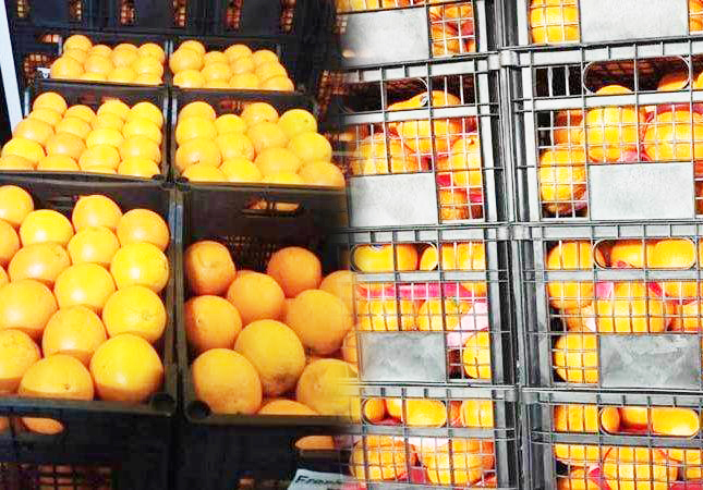 بسبب مرض "التبقع الأسود" .. إعادة كميات من البرتقال التونسي من فرنسا وحملة لمقاطعة النوع "المالطي"