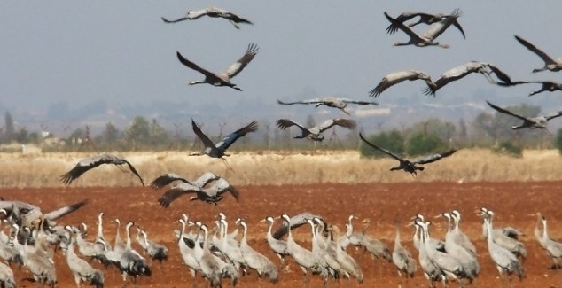 كارثة ايكولوجية ..  نفوق أكثر من 55 ألف طائر سنويا في شباك الصيد وهي طيور من الأنواع المحمية دوليا