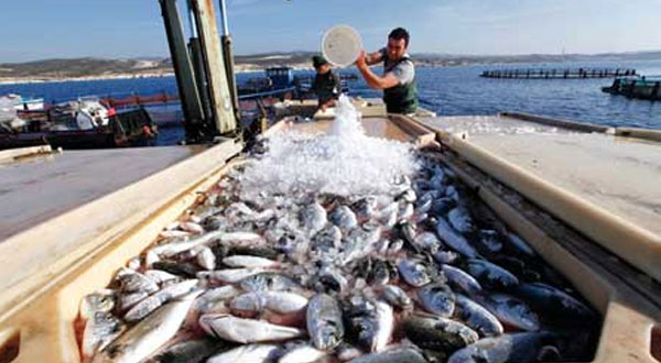 الميزان التجاري لمنتوجات الصيد البحري يحقق فائضا بنحو 464 مليون دينار خلال 2022