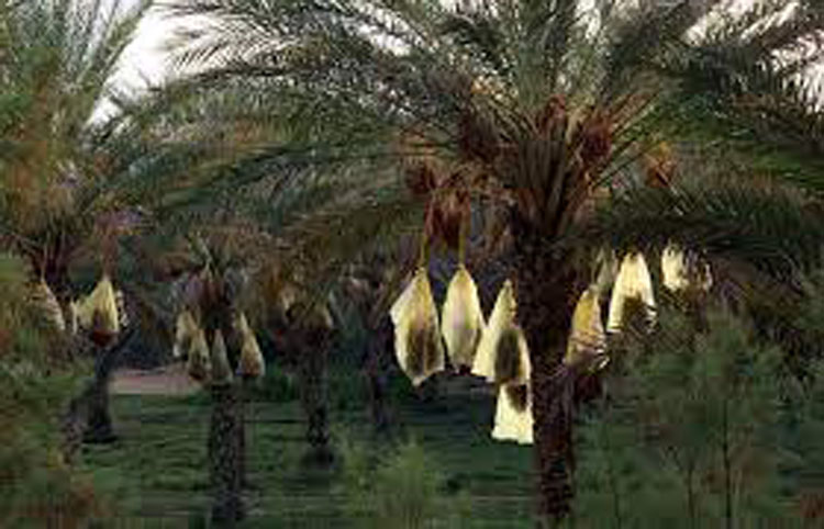 قبلي.. تقدم بأكثر من 50% في تلقيح عراجين التمور 