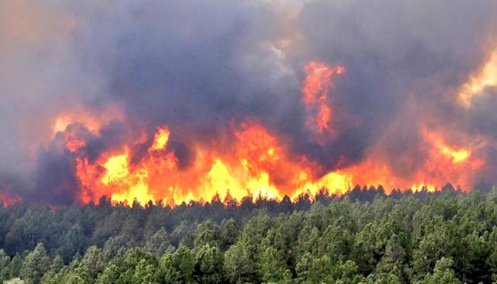 وزارة الفلاحة: هذه عقوبات افتعال الحرائق في الغابات والمحاصيل الزراعية