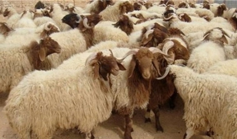 قربة.. اماطة اللثام عن عصابة سرقة المواشي