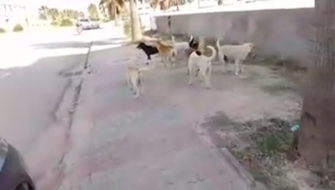 فيديو/  كلاب سائبة تهدد سلامة الطلبة بالمنطقة الصناعية شطرانة بأريانة الصغرى