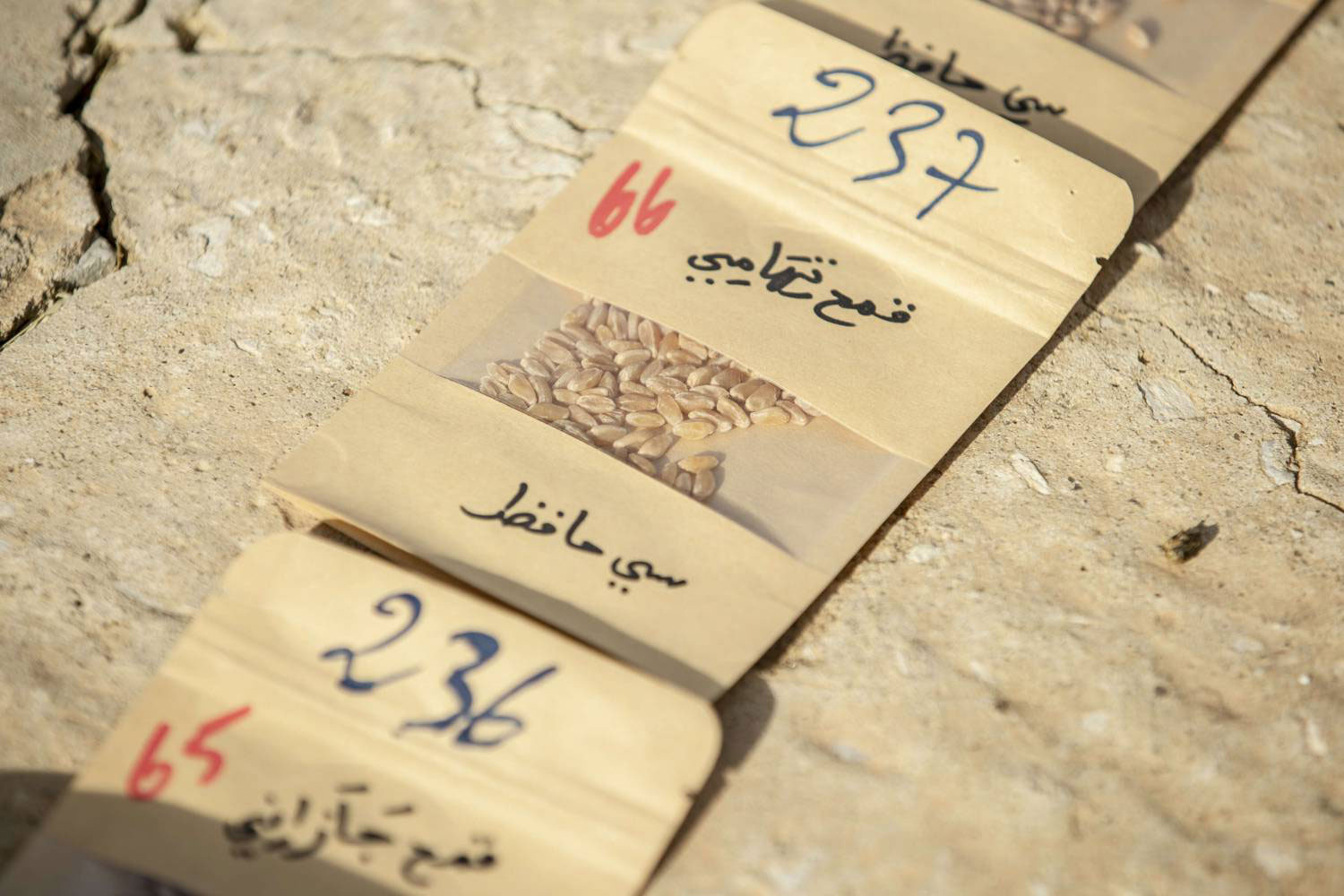  باحث بالبنك الوطني للجينات: تخزين 25 ألف عينة من النباتات منها 7 آلاف تمّ استرجاعها من البنوك الأجنبية