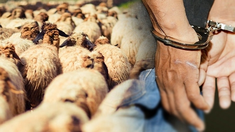  سرقت 170 خروفا: الإطاحة بعصابة الأغنام في ماطر