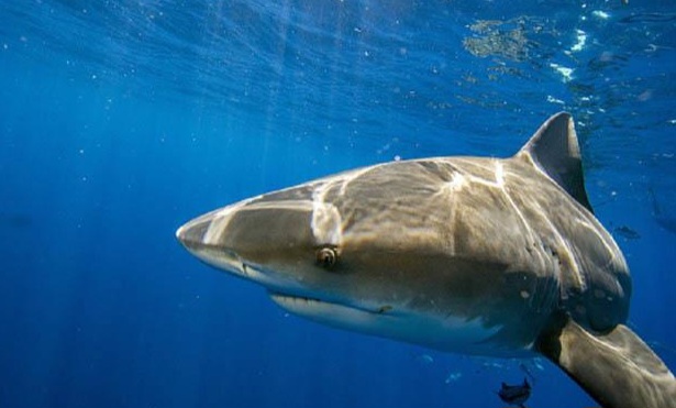 بقايا جثمان بلا وجه.. ماذا فعل "قرش الغردقة" بالشاب الروسي؟