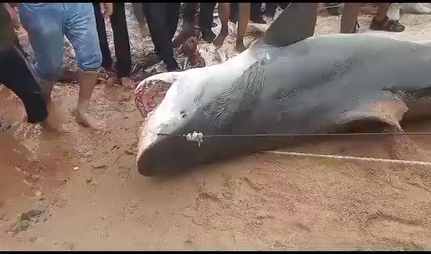مصر.. لماذا قررت السلطات تحنيط "قرش الغردقة القاتل"؟
