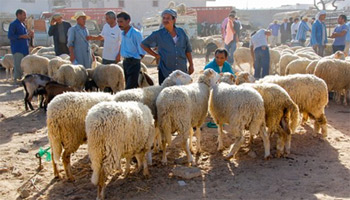 أضاحي العيد:  نقاط من المنتج إلى المستهلك.. هل "تنقذ" المواطن؟
