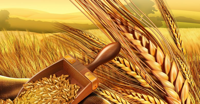 كلفة توريد الحبوب ستصل إلى 3.7 مليار دينار..  تونس تستورد "قوتها".. والاستهلاك السنوي في حدود 32 مليون قنطار