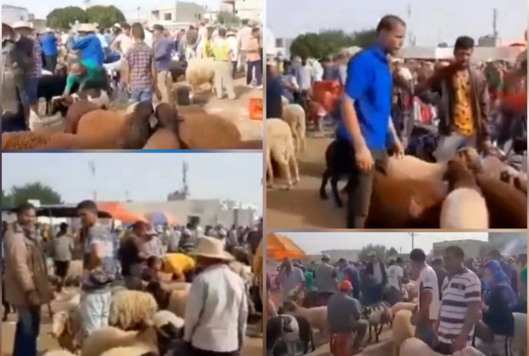 “الصباح نيوز” في “سوق الاضاحي” بالجديدة.. اسعار بين 500د و1900د وسط حركية ضعيفة! “الصباح نيوز” في “سوق الاضاحي” بالجديدة.. اسعار بين 500د و1900د وسط حركية ضعيفة!