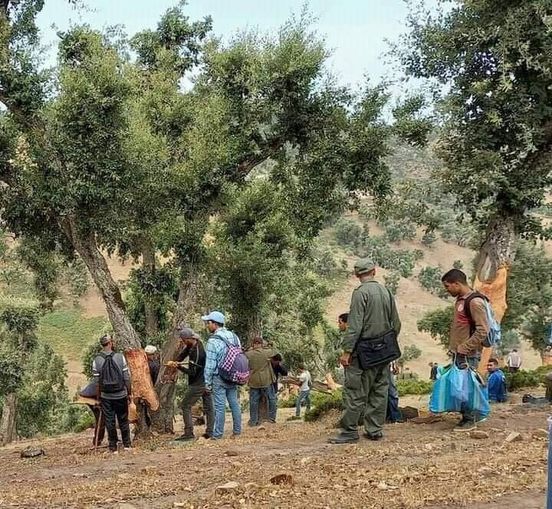 مع انطلاق موسم جني الخفاف بولاية جندوبة "الصباح" في زيارة لإحدى الحظائر..  دور محوري لشجرة الفلين في تنشيط الحياة الاقتصادية وعائدات بالمليارات رغم ما تعانيه من إشكاليات