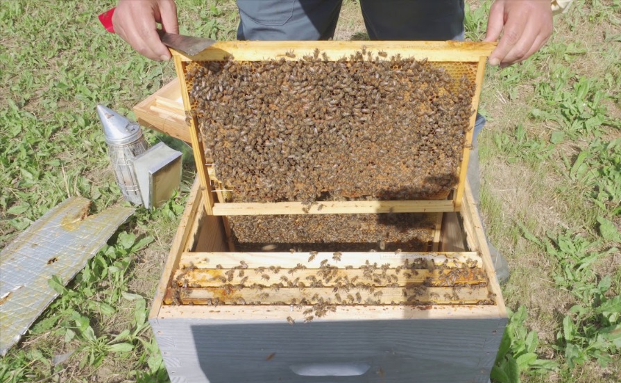 زغوان.. 50% من خلايا النحل أتلفت بسبب الجفاف وارتفاع درجات الحرارة