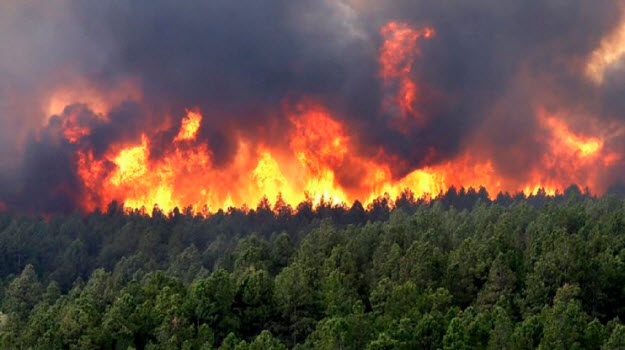  منها اعتماد طائرة دون طيار للرصد..هذه اجراءات واستراتيجية التوقي من حرائق الغابات..وهذا عددها المسجل منذ بداية العام 