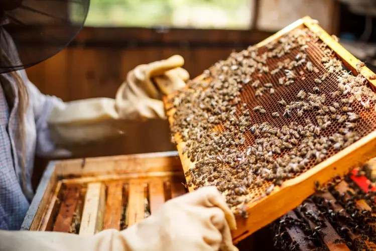 القيروان..1000 طن من العسل سنويا ومطالب بتوفير السكر الاصطناعي خلال فترة الجفاف
