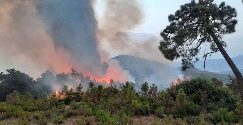 جراء سلسلة الحرائق..   قطاع الغابات في ملولة يخسر حوالي 450 هكتارا من الصنوبر البحري