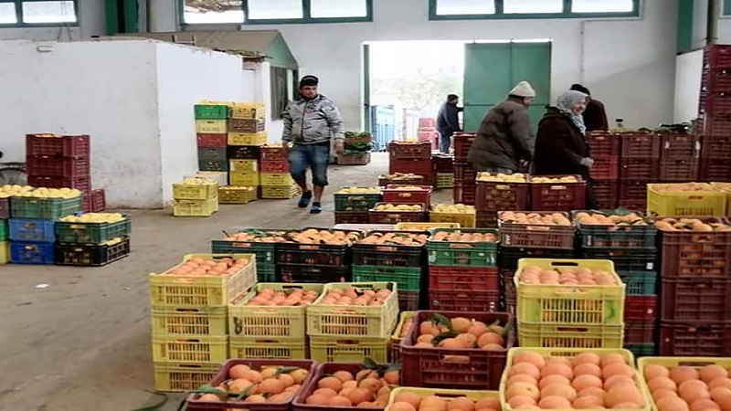 بعد تراجعها في جوان..   أسعار الخضر والغلال تلتهب.. !