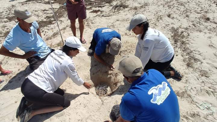 جربة / مبادرات وانشطة متنوعة لجمعية جليج للمحافظة على السلاحف البحرية 