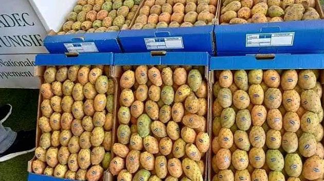 المهرجان الدولي للتين الشوكي..   "زلفان".. المنطقة المنتجة الأولى وطنيا كما وكيفا والإنتاج فاق 250 ألف طن