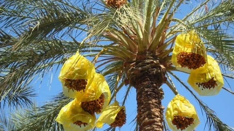 وزارة الفلاحة تعلن الأسعار المرجعية  للتمور عند الإنتاج لموسم 2024