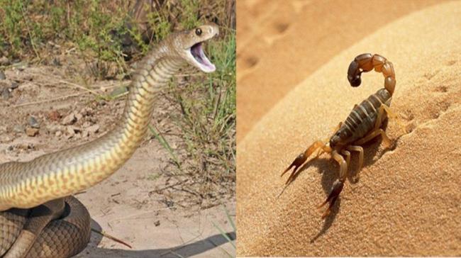 القيروان.. المنسق الجهوي لبرنامج مكافحة التسمم بالعقارب لـ"الصباح": تسجيل 745 إصابة بلدغات العقارب والثعابين خلال 8 اشهر