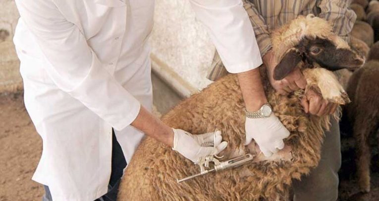 الغرفة النقابية الوطنية للأطباء البياطرة  تقرر مقاطعة التوكيل الصحي لسنة 2024