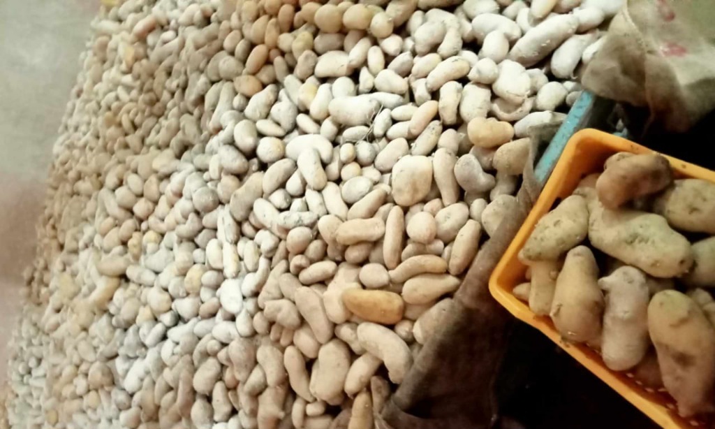 غار الملح.. حجز 15 طنا من البطاطا