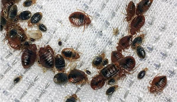 رئيس مخبر علم  الحشرات بمعهد باستور لـ"الصباح نيوز": لم نسجل اصابات بـ"البق" منذ سنوات.. والحشرة لا تنقل أي جرثومة للانسان