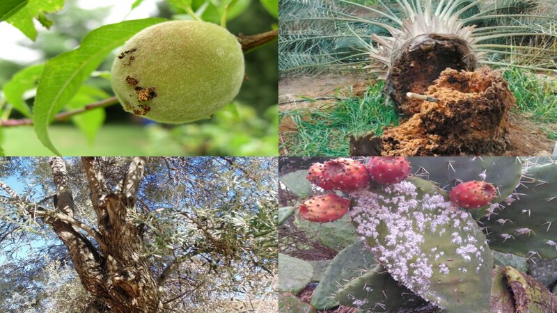 آفات وحشرات أصابت الزراعات والأشجار..  أمننا الغذائي في خطر