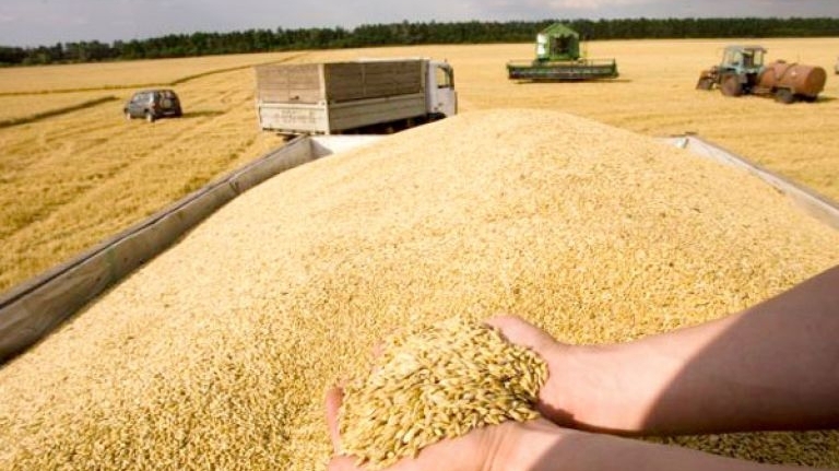لشراء نحو 50 ألف طن من القمح الصلب: تونس تطرح مناقصة عالمية