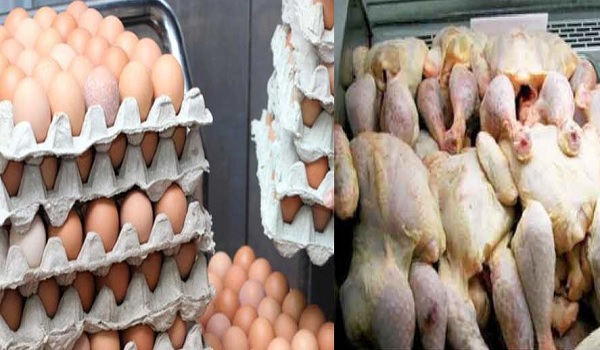 ارتفاع معدل سعر إنتاج دجاج اللحم والبيض في أكتوبر 2023