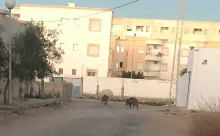 قابس..خنزيران وحشيان يتجوٌلان في باب بحر !!