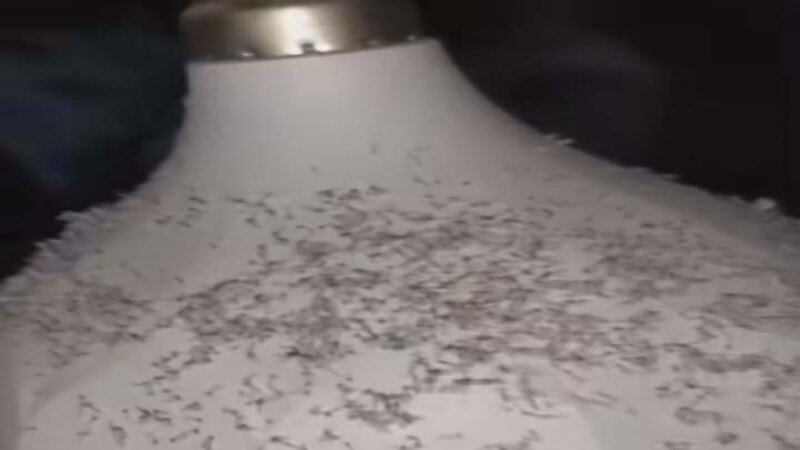 مساكن.. ناموس"الحشرة القرمزيّة"ينغّص حياة الأهالي والسّلط غائبة!!؟