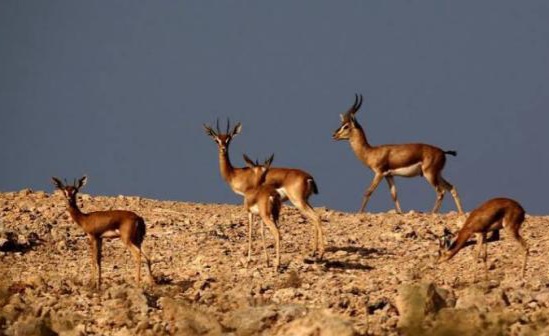 الكشف عن "القائمة الحمراء" للأنواع المهددة بالانقراض