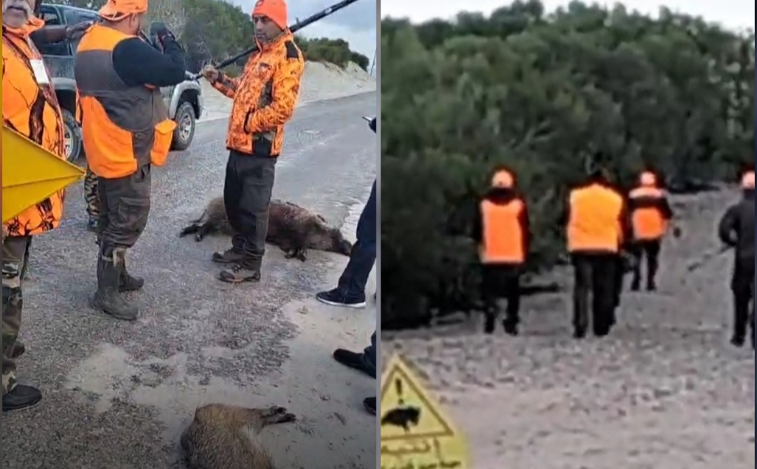 بين غابات الغضابنة والشّابّة…حملة لمقاومة الخنزير البرّي بين غابات الغضابنة والشّابّة…حملة لمقاومة الخنزير البرّي