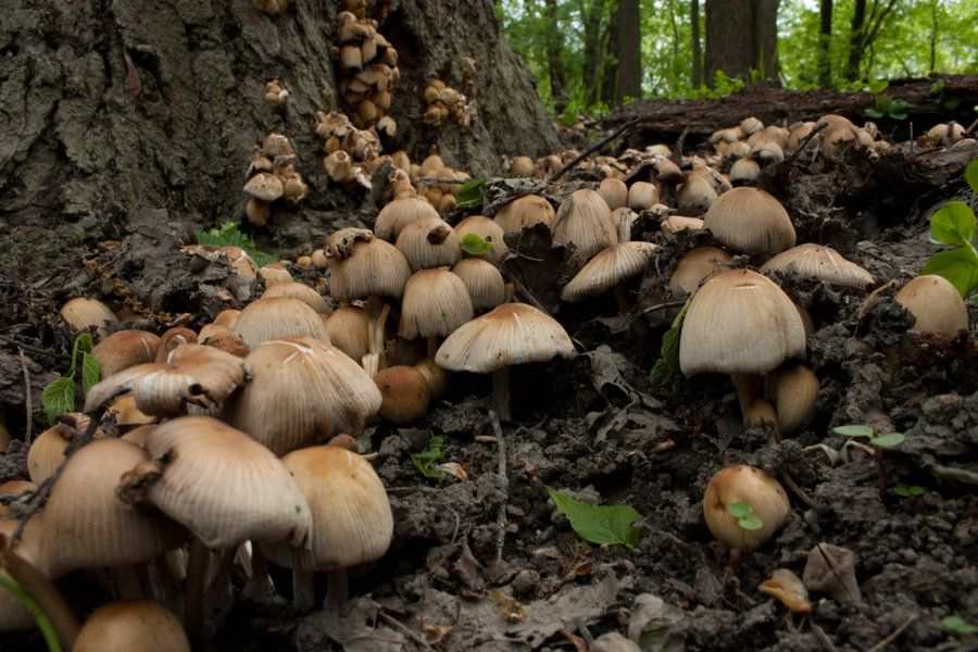 موسم جني الفطر بولاية جندوبة..  إشكاليات متعددة رغم أهمية المنتوج