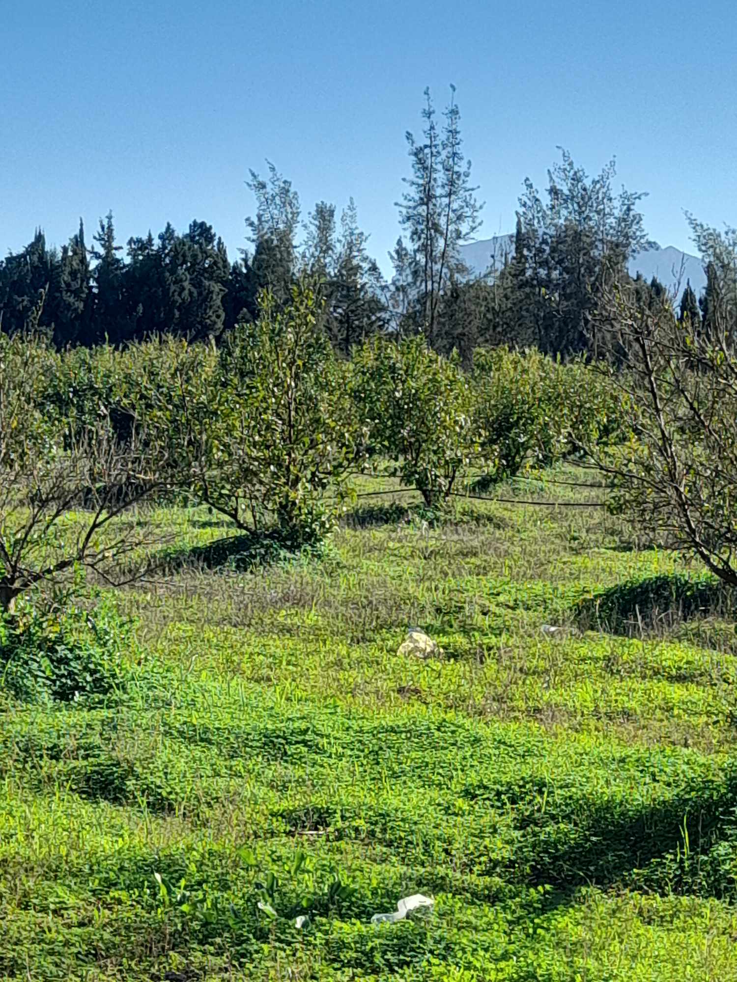 بن عروس..استرجاع مقسم فني بمساحة 10 هك   