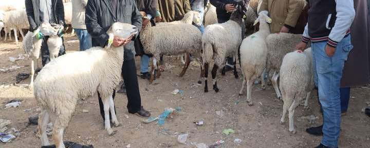 السبيخة..شركة أنبوب الغاز العابر للبلاد التونسية "سرغاز" توزع أغنام لـ 16 منتفعا 