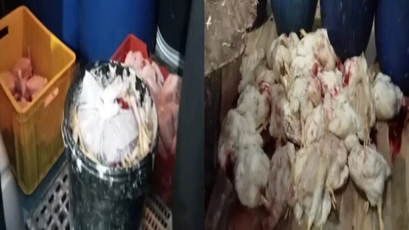 صور/دوار هيشر.. مداهمة مسلخ عشوائي   و حجز و إتلاف عدد من طيور الدجاج ..