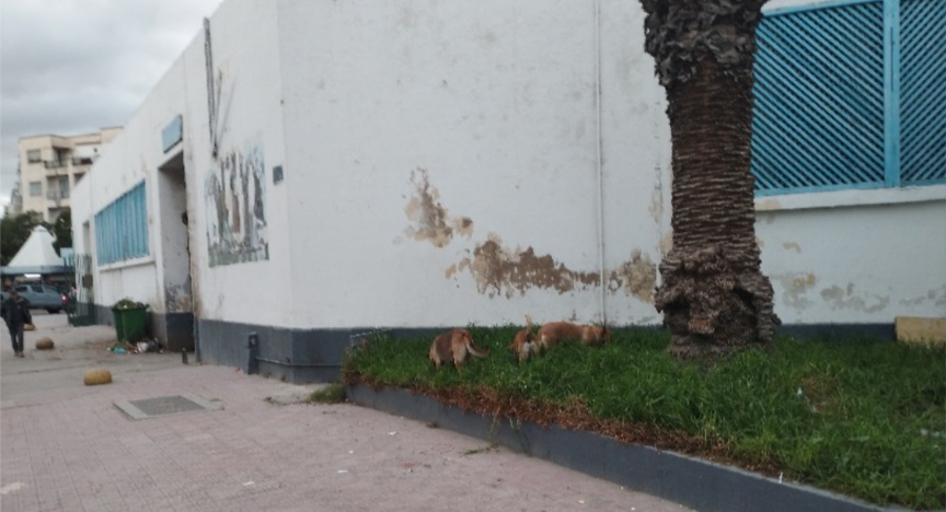  بنزرت..الكلاب السائبة تستبيح المدينة 