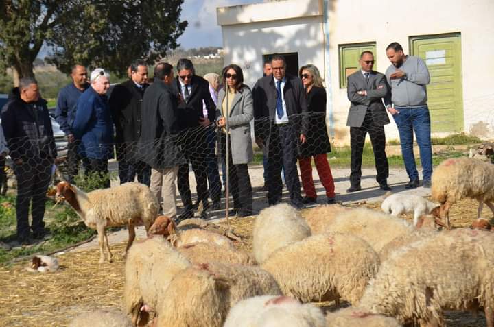 على إثر نفوق عدد من رؤوس الأغنام بديوان الأراضي الدولية بالنفيضة ..فتح تحقيق لتحديد المسؤوليات 