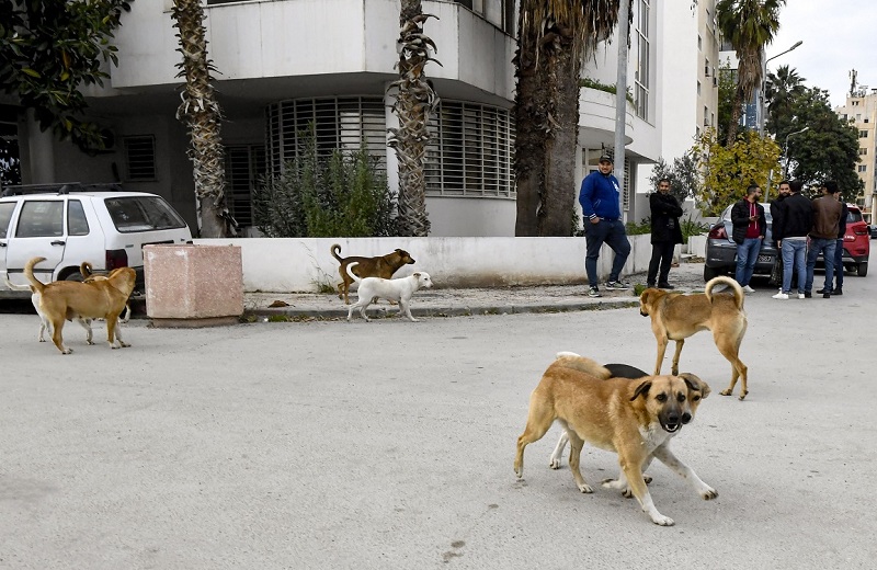 بعد ظهور بؤر معفنة بداء الكلب..   قنص الكلاب السائبة "الحل المر"