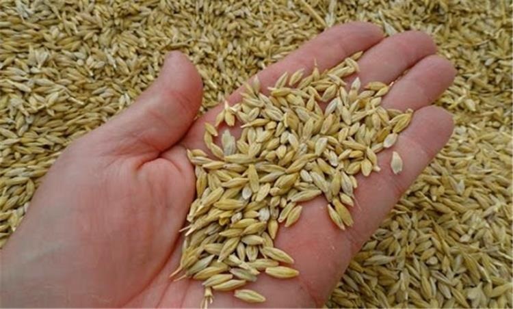 الفلاحون في حيرة..   مساحات هامة من الشعير غير مزروعة وتقلص لمساحات الأعلاف