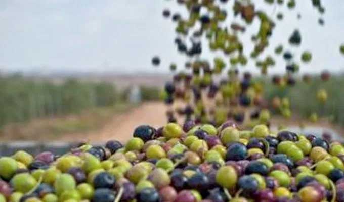 بن عروس.. تقديرات إنتاج زيتون المائدة في حدود 1100 طن 