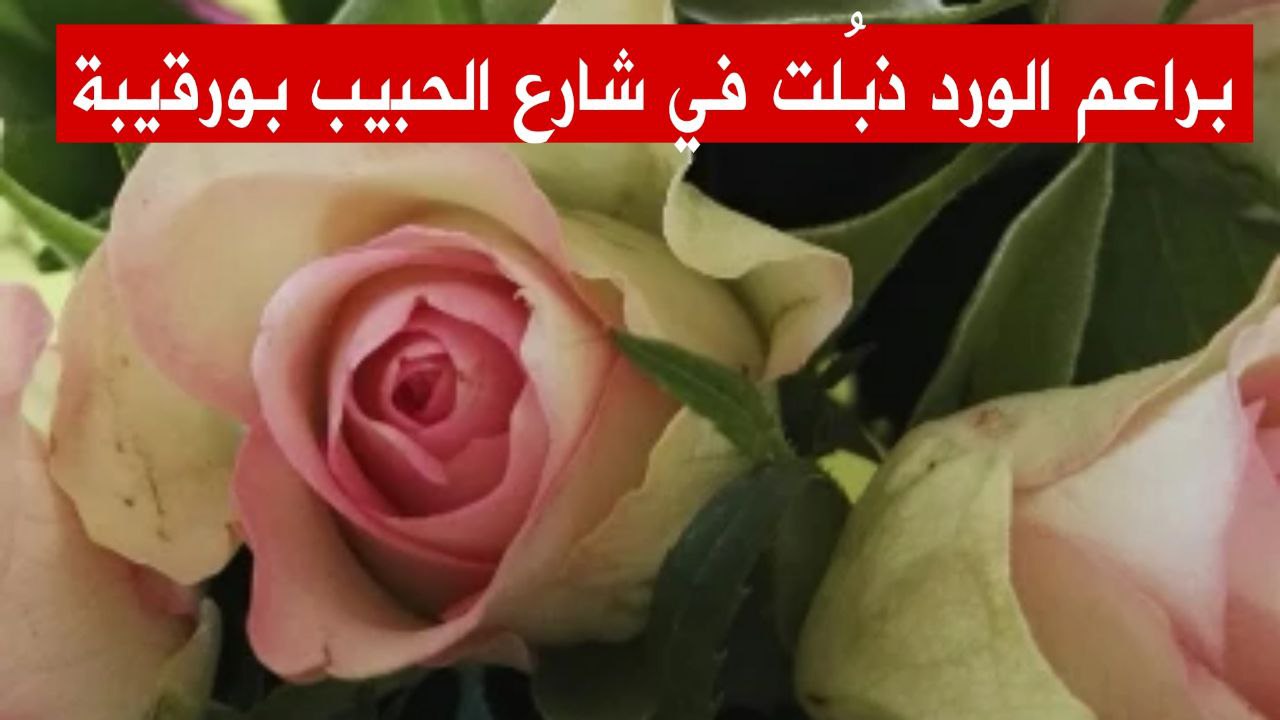 🔴 حين " يعاني " ورد شارع الحبيب بورقيبة.. محور حلقة جديدة من برنامج "الكلمة ليك"
