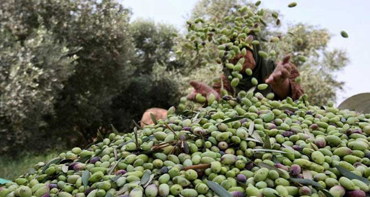 مختص في السياسات الفلاحية:  تونس مهددة بخسارة ثلث صابة الزيتون و350 طنا من الحبوب!!؟